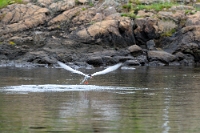 7809 Sterna hirundo (Sterna comune)